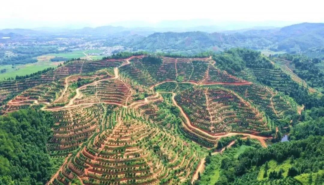 怎么选大米富硒好不好(富硒大米好在哪)-硒宝网