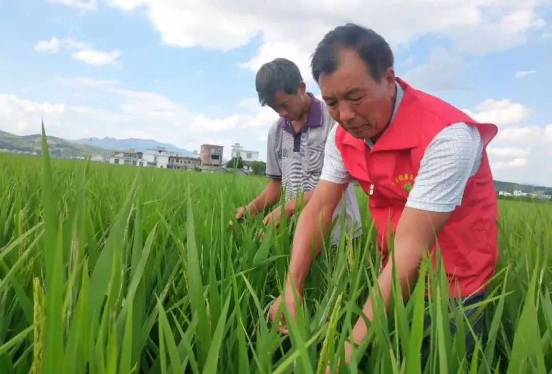 怎么选大米富硒好不好(富硒大米好在哪)-硒宝网