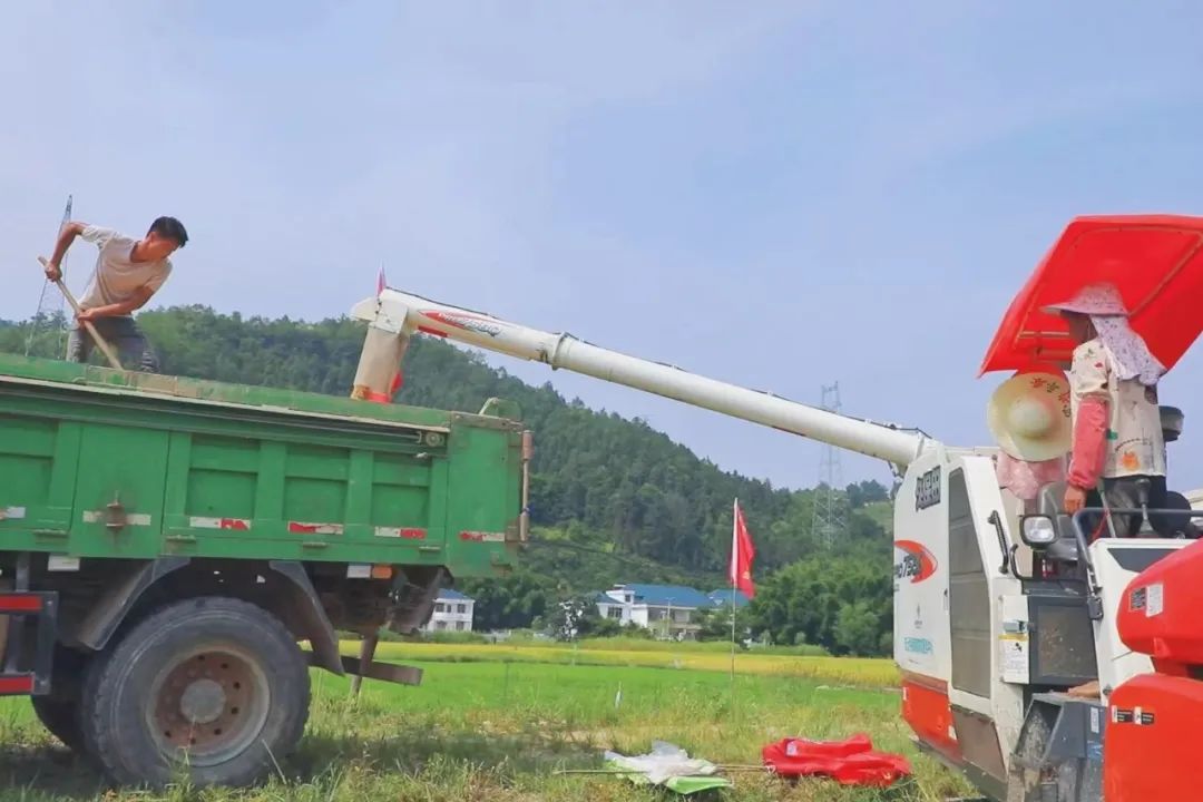 怎么选大米富硒好不好(富硒大米好在哪)-硒宝网