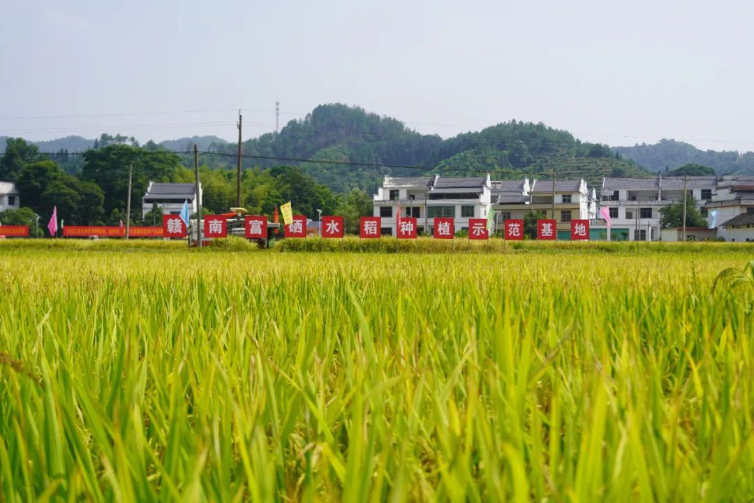 怎么选大米富硒好不好(富硒大米好在哪)-硒宝网