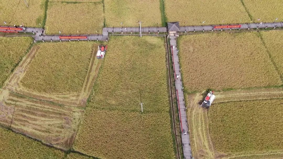 怎么选大米富硒好不好(富硒大米好在哪)-硒宝网