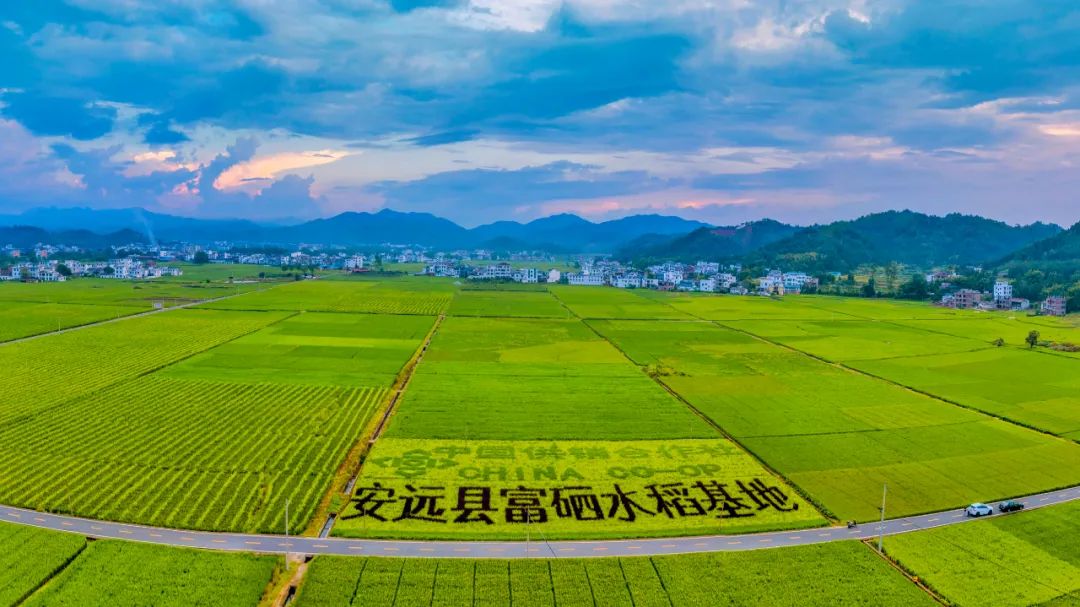 怎么选大米富硒好不好(富硒大米好在哪)-硒宝网