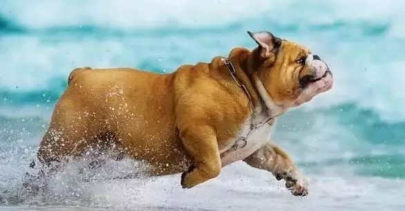 小狗吃什么补钙(小狗补钙吃什么)-硒宝网