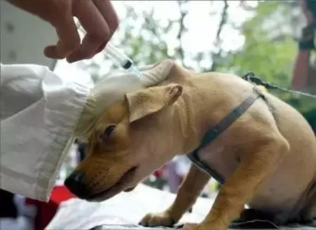 小狗吃什么补钙(小狗补钙吃什么)-硒宝网