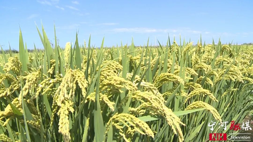 富硒蟹田大米有多好吃（蟹田大米好吃不）-硒宝网