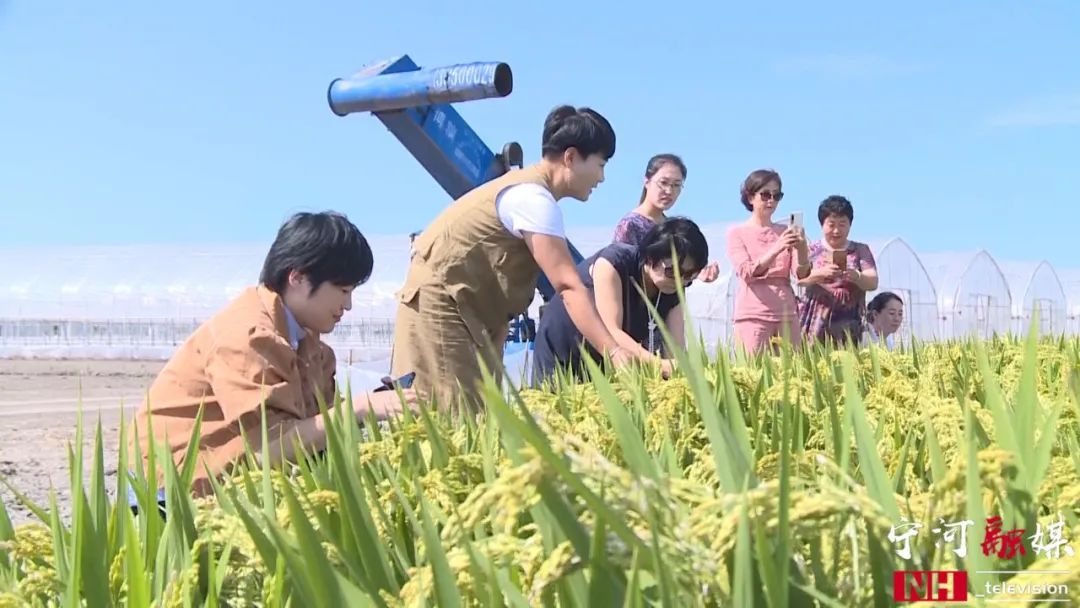 富硒蟹田大米有多好吃（蟹田大米好吃不）-硒宝网