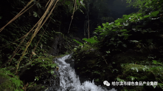 五常有机富硒大米简介(富硒大米和五常大米的区别)-硒宝网