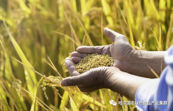 五常有机富硒大米简介(富硒大米和五常大米的区别)-硒宝网