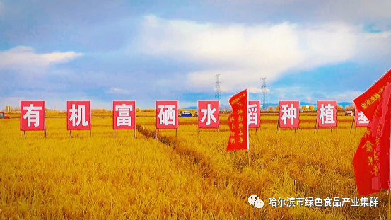 五常有机富硒大米简介(富硒大米和五常大米的区别)-硒宝网