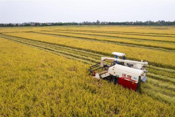 江西丰城有富硒大米吗(江西富硒米多少钱一斤)-硒宝网