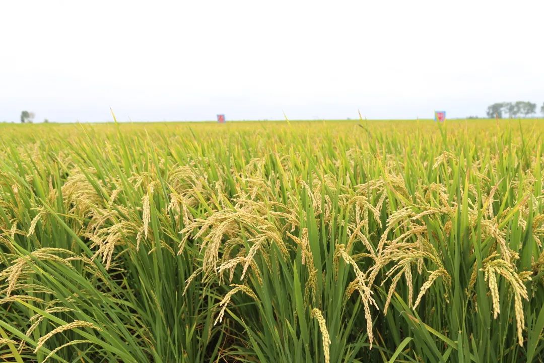 五常有机富硒大米简介（五常富硒米的功效和作用）-硒宝网