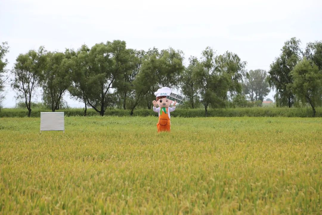 五常有机富硒大米简介（五常富硒米的功效和作用）-硒宝网