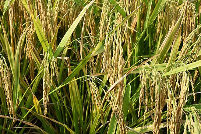 粮将军富硒大米好不好（军粮大米25kg价格）-硒宝网