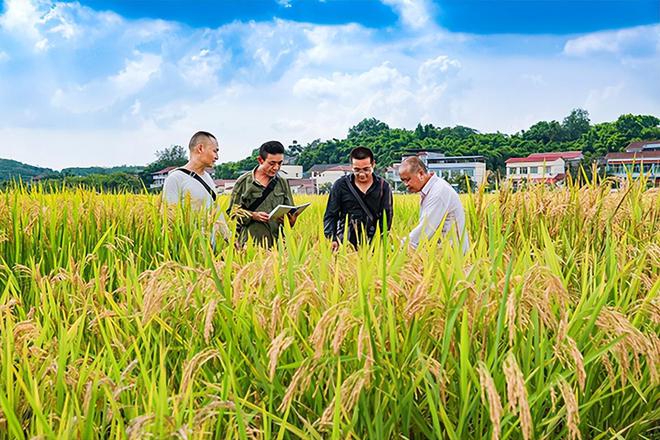 粮将军富硒大米好不好（军粮大米25kg价格）-硒宝网