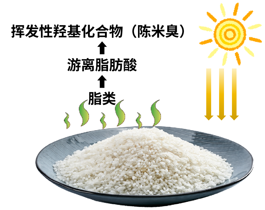 富硒大米适合什么人吃(富硒大米可以随便吃吗)-硒宝网