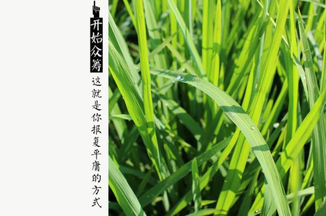 富硒大米适合什么人吃(富硒大米能补硒吗)-硒宝网