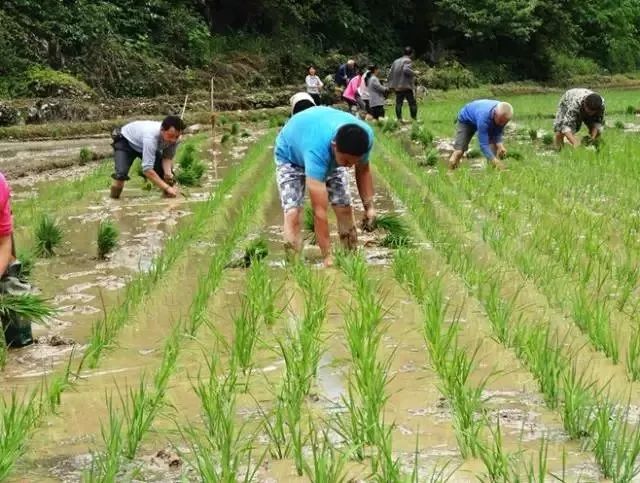 富硒大米适合什么人吃(富硒大米能补硒吗)-硒宝网