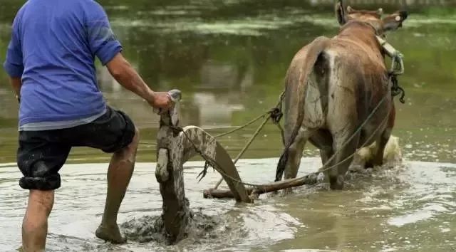富硒大米适合什么人吃(富硒大米能补硒吗)-硒宝网