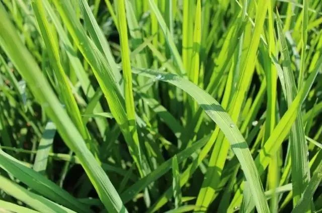 富硒大米适合什么人吃(富硒大米能补硒吗)-硒宝网