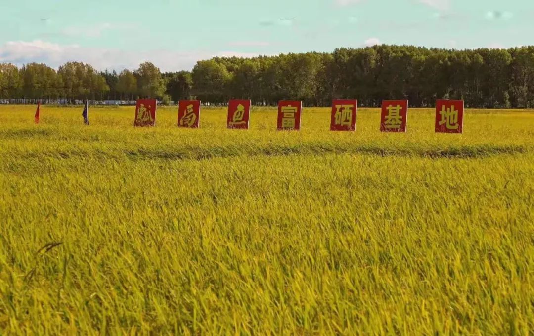 双然富硒大米10斤装（据报道富硒大米有多种保健功能）-硒宝网