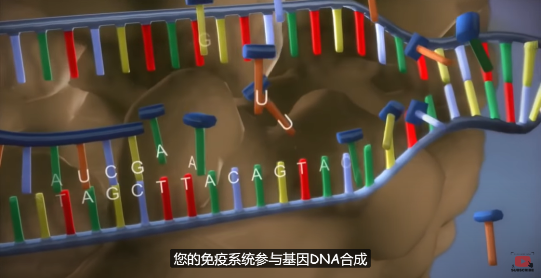 补锌副作用(补锌副作用)-硒宝网
