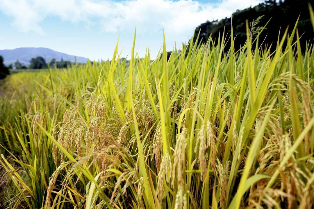 宜春温汤有富硒大米吗（温汤镇富硒大米）-硒宝网