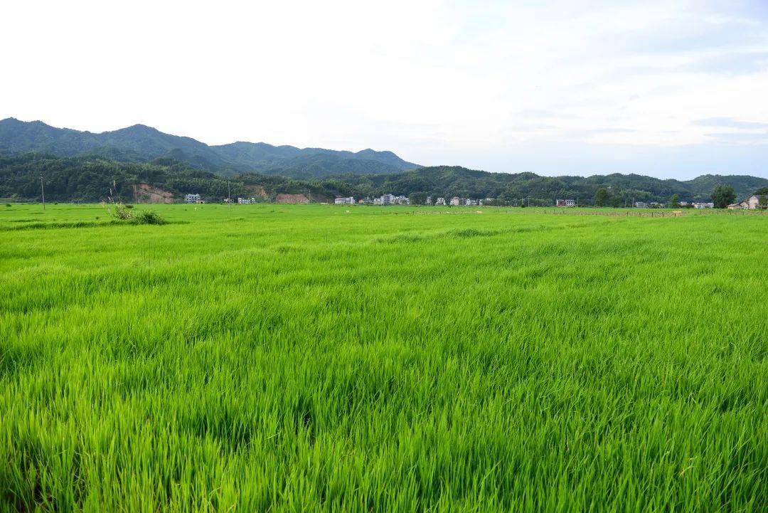 宜春温汤有富硒大米吗（温汤镇富硒大米）-硒宝网