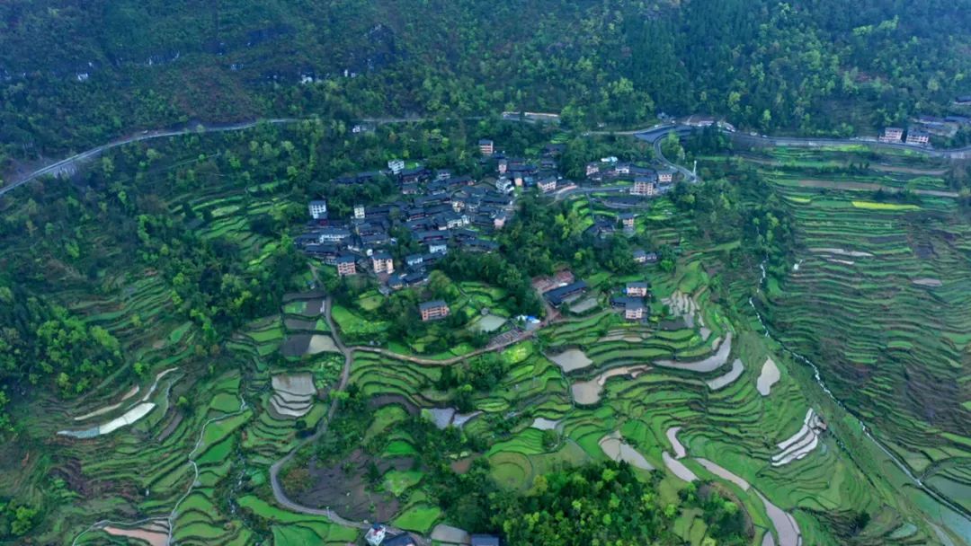 富硒大米龙胜龙脊梯田(龙胜龙脊梯田水稻成熟时间)-硒宝网