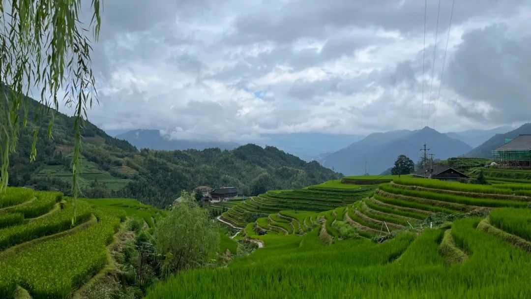 富硒大米龙胜龙脊梯田(龙胜龙脊梯田水稻成熟时间)-硒宝网