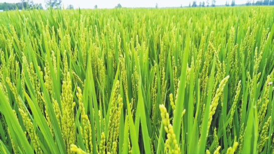 黑龙江富硒大米哪里产（黑龙江富硒大米多少钱一斤）-硒宝网