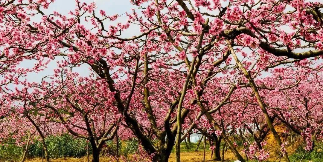 汉阴县漩涡镇富硒大米(安康富硒大米)-硒宝网