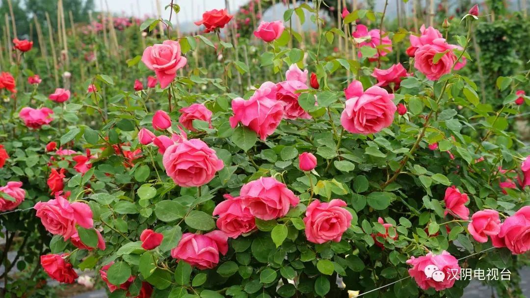 汉阴县漩涡镇富硒大米(安康富硒大米)-硒宝网