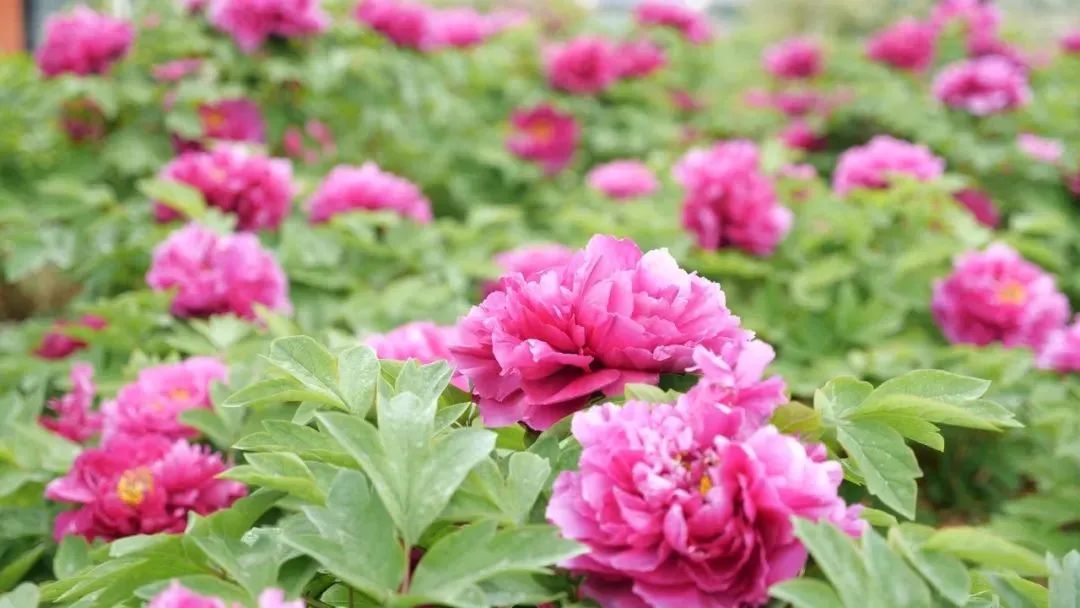 汉阴县漩涡镇富硒大米(安康富硒大米)-硒宝网