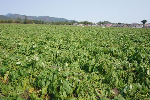 方县富硒大米价格多少（富硒大米市场分析）-硒宝网