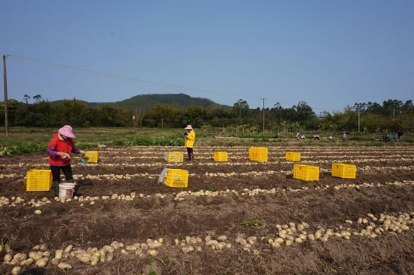 方县富硒大米价格多少（富硒大米市场分析）-硒宝网