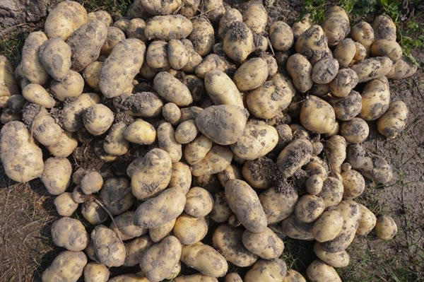 方县富硒大米价格多少（富硒大米市场分析）-硒宝网