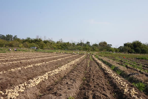 方县富硒大米价格多少（富硒大米市场分析）-硒宝网