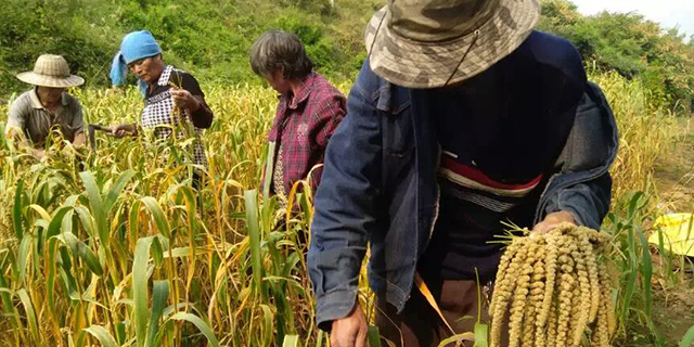 富硒大米博山哪里有卖(大米卖博山富硒有什么优势)-硒宝网