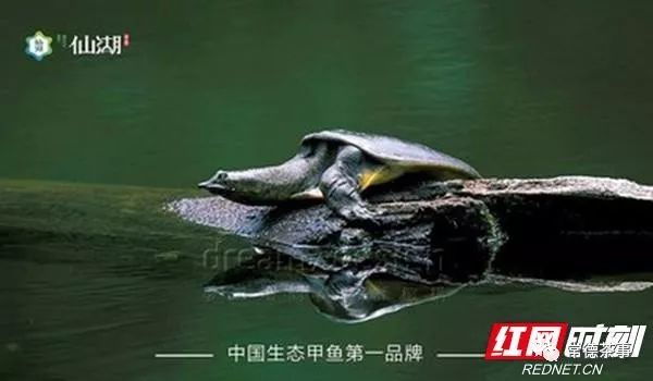 富硒大米算保健食品吗(据报道富硒大米有多种保健功能)-硒宝网