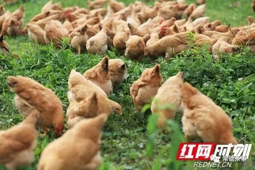 富硒大米算保健食品吗(据报道富硒大米有多种保健功能)-硒宝网