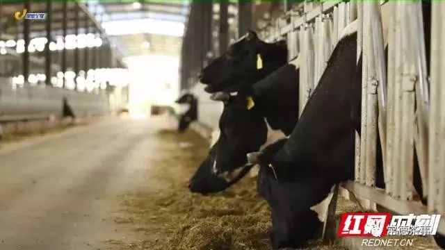 富硒大米算保健食品吗(据报道富硒大米有多种保健功能)-硒宝网