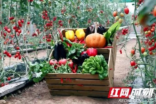 富硒大米算保健食品吗(据报道富硒大米有多种保健功能)-硒宝网