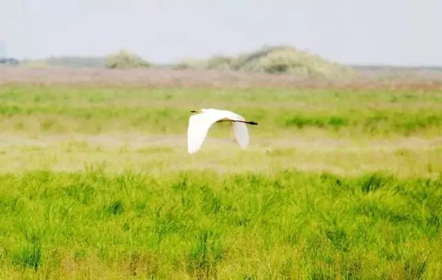 黑龙江富硒大米有哪些（黑龙江省富硒大米）-硒宝网