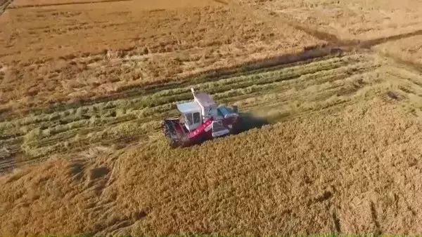 黑龙江富硒大米有哪些（黑龙江省富硒大米）-硒宝网