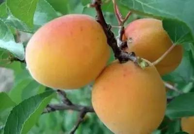 黑龙江富硒大米有哪些（黑龙江省富硒大米）-硒宝网