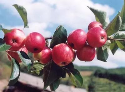 黑龙江富硒大米有哪些（黑龙江省富硒大米）-硒宝网