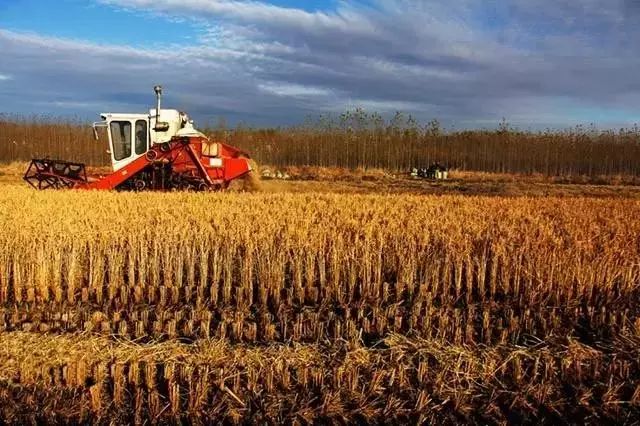 黑龙江富硒大米有哪些（黑龙江省富硒大米）-硒宝网