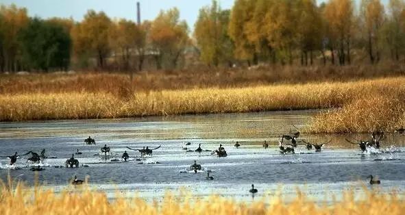 黑龙江富硒大米有哪些（黑龙江省富硒大米）-硒宝网
