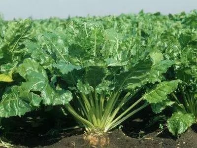 黑龙江富硒大米有哪些（黑龙江省富硒大米）-硒宝网