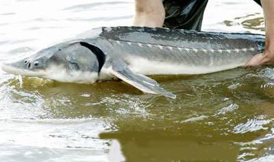 黑龙江富硒大米有哪些（黑龙江省富硒大米）-硒宝网